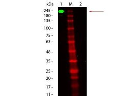 Rat Pure-Blot anti-Mouse IgG (H+L) Secondary Antibody (eB144), FITC, Novus